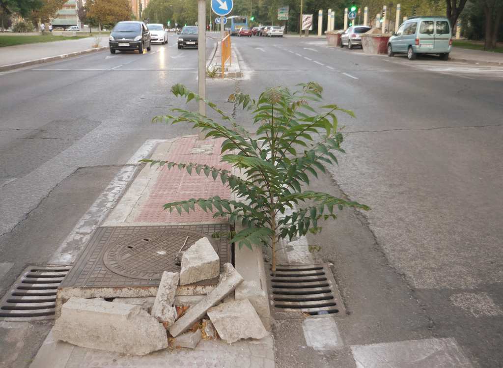 Ailanthus altissima - © Edurado Gómez
